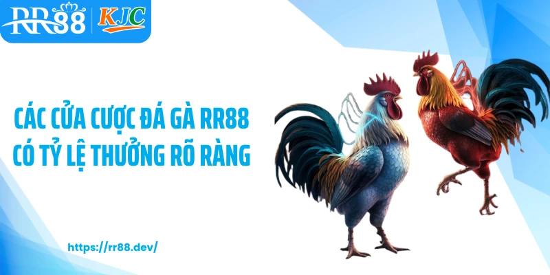 Các cửa cược đá gà RR88 có tỷ lệ thưởng rõ ràng