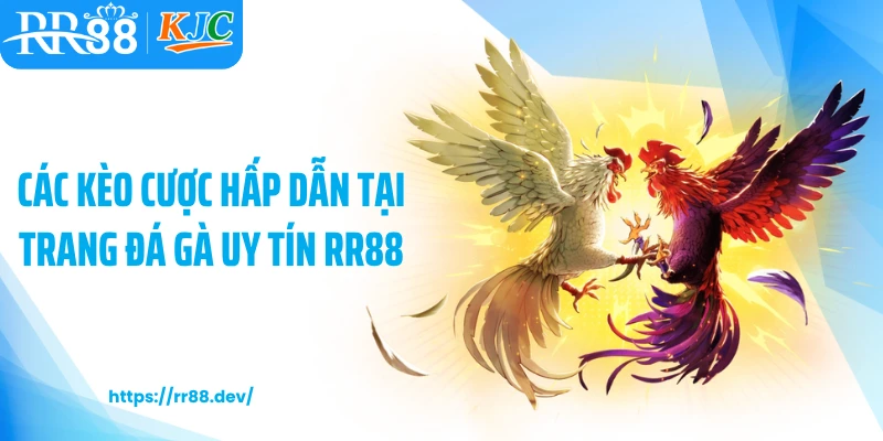 Các kèo cược hấp dẫn tại trang đá gà uy tín RR88