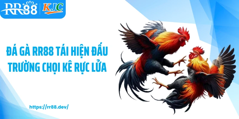 Đá gà RR88 tái hiện đấu trường chọi kê rực lửa